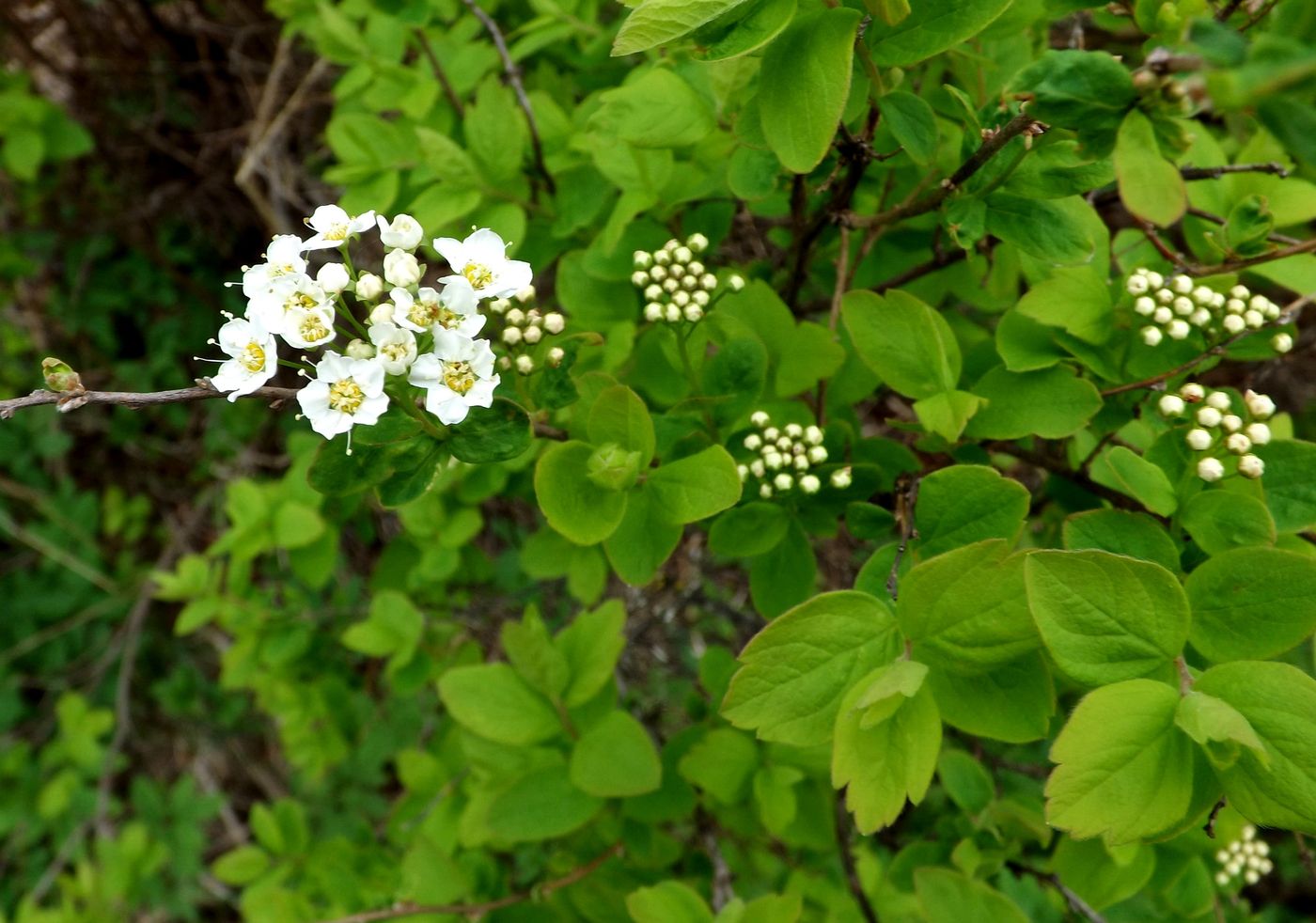 Изображение особи Spiraea media.