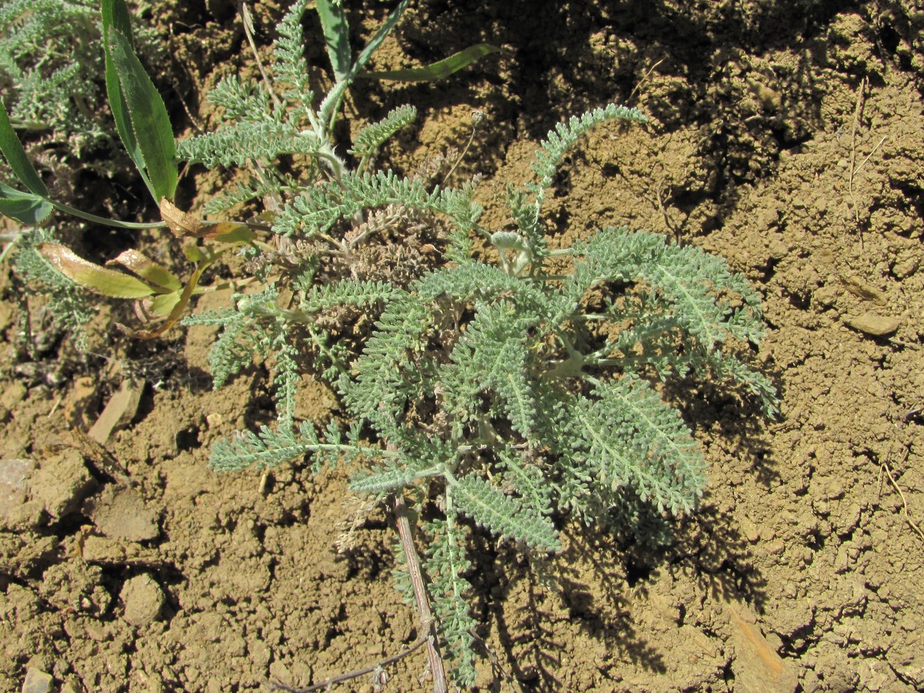 Image of Tanacetum millefolium specimen.