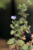 Veronica persica