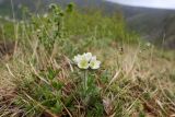 Anemonastrum crinitum