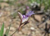 Polygala sosnowskyi