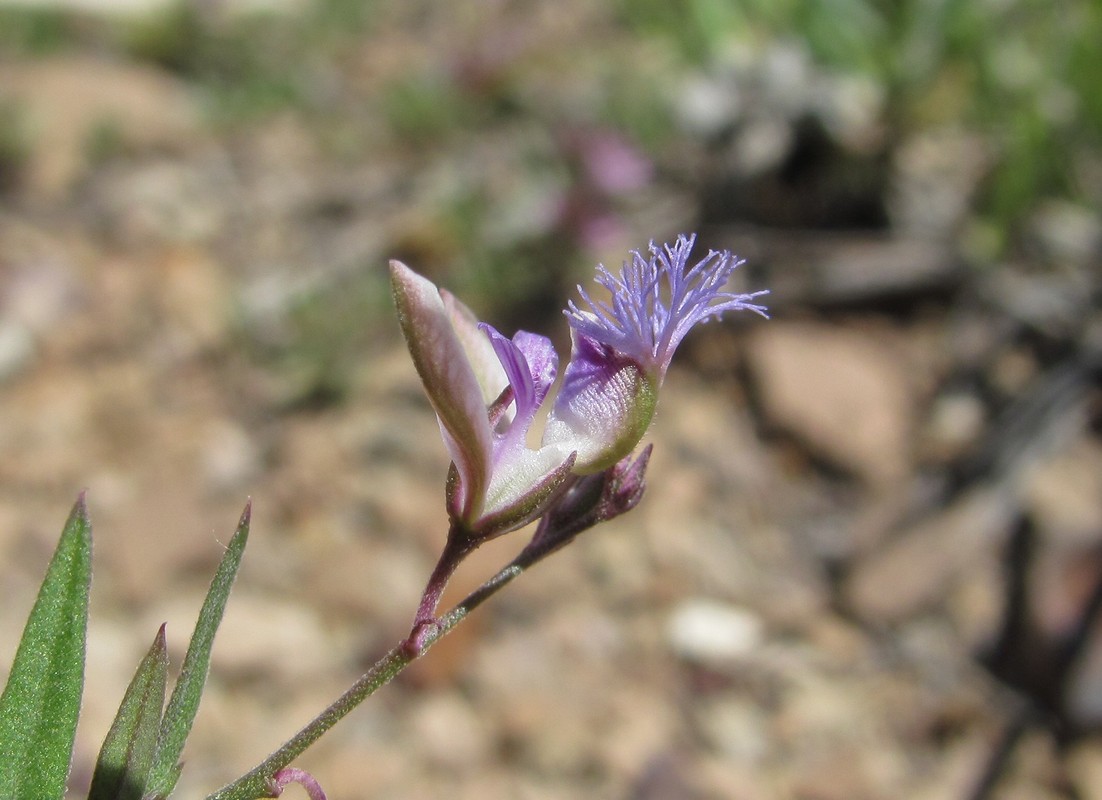 Изображение особи Polygala sosnowskyi.