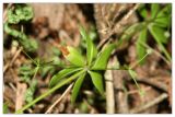 Galium triflorum. Часть побега с плодами. Республика Татарстан, Волжско-Камский заповедник. 08.07.2010.