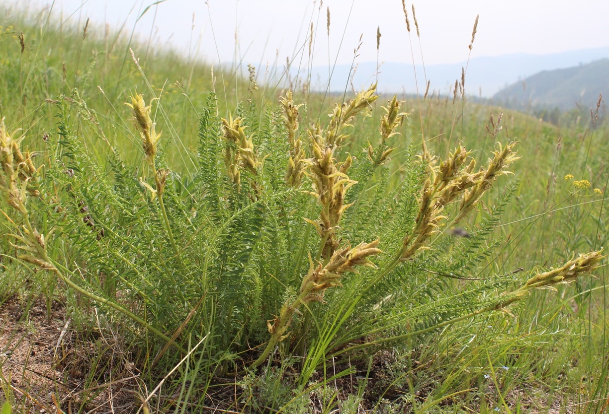 Image of Oxytropis muricata specimen.