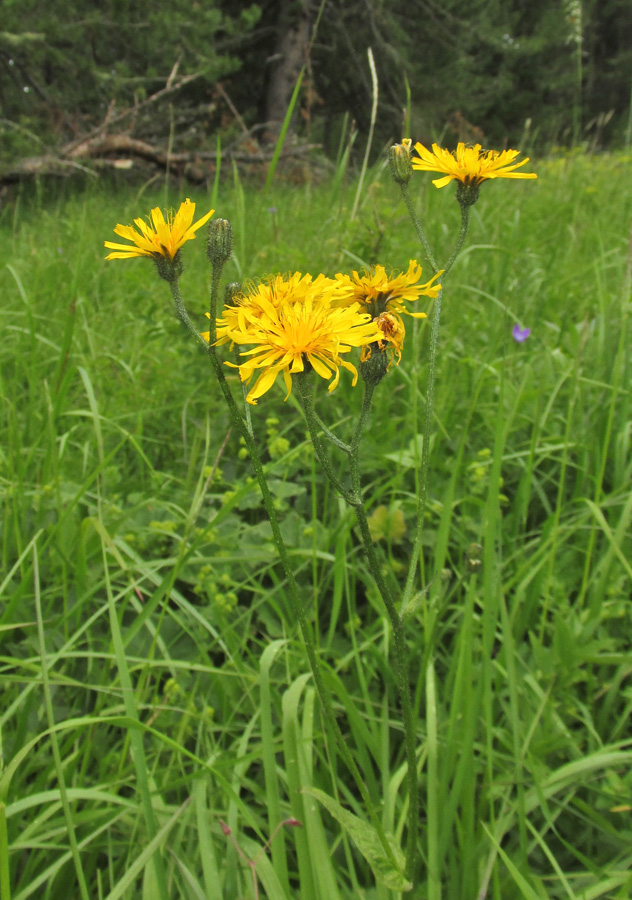 Изображение особи Crepis lyrata.