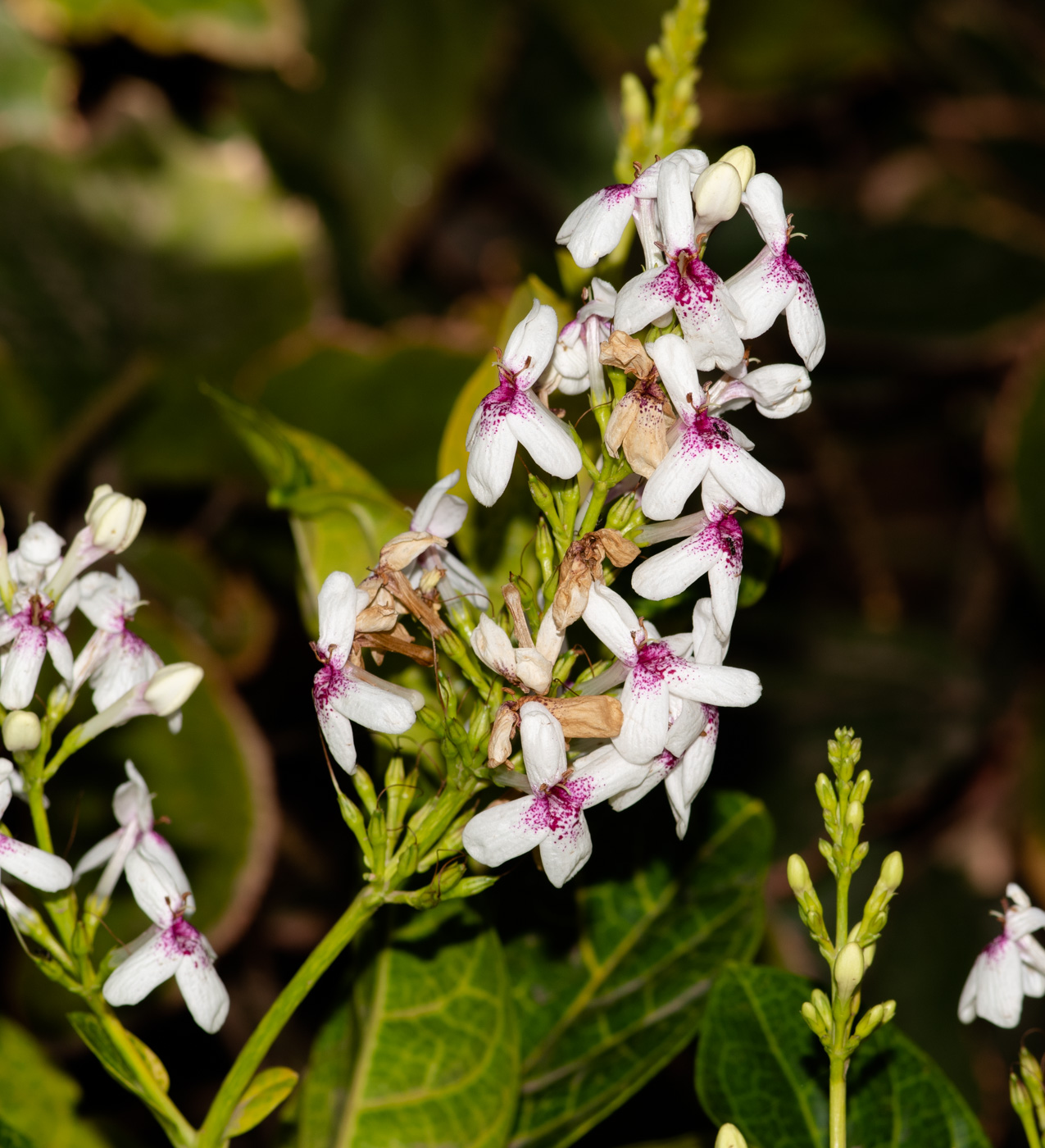 Изображение особи Pseuderanthemum carruthersii.