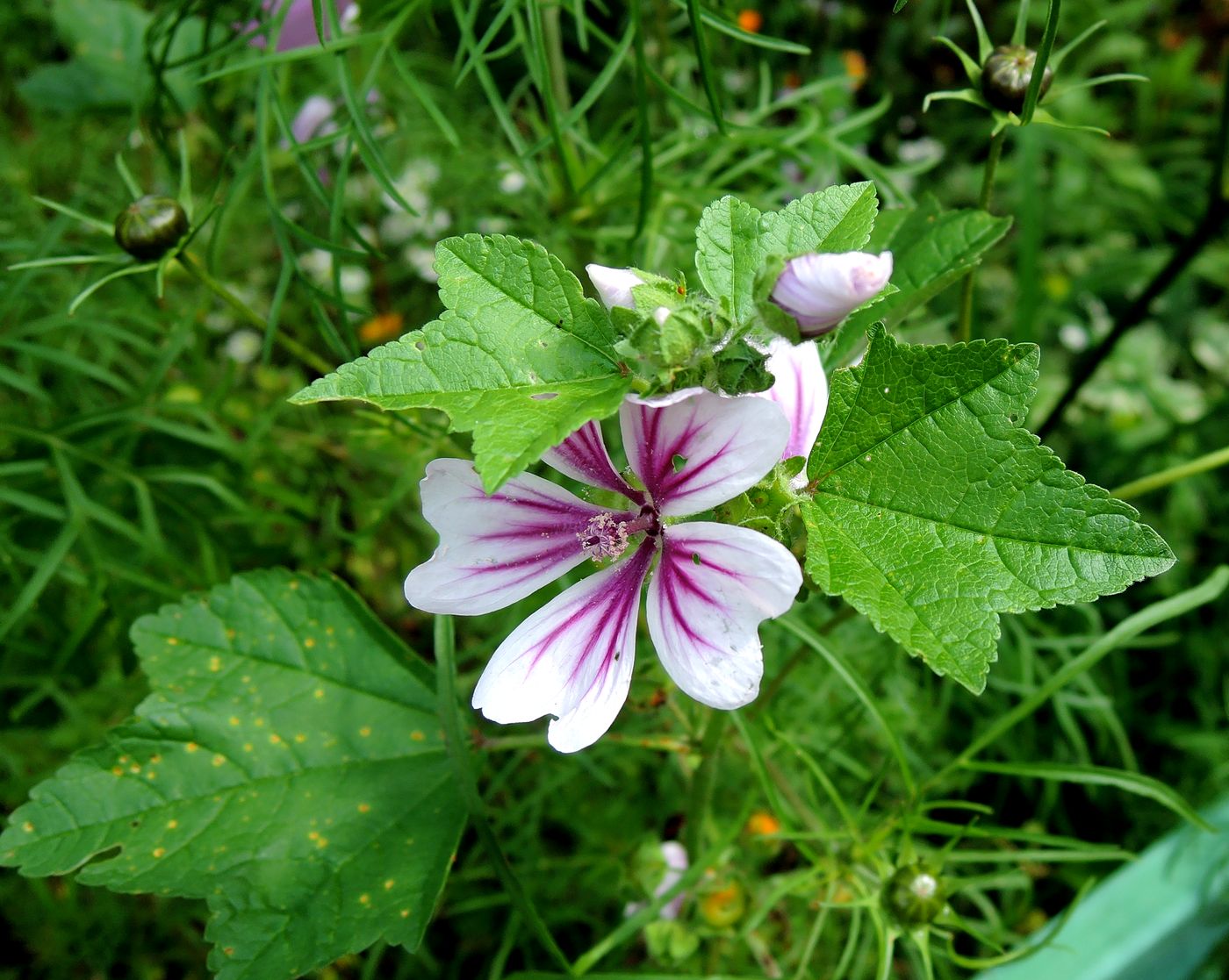 Image of Malva mauritiana specimen.