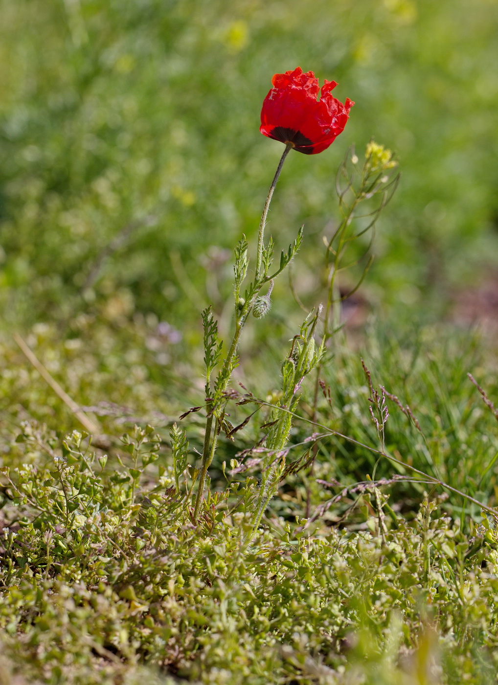 Image of Roemeria refracta specimen.