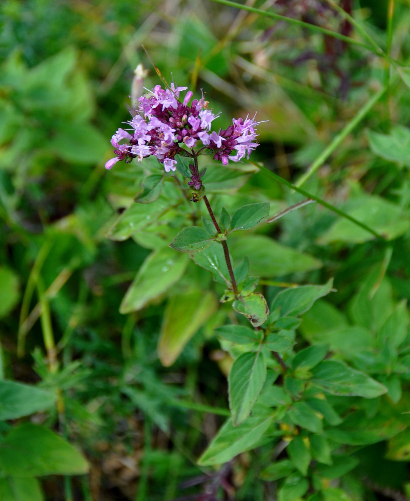 Изображение особи Origanum vulgare.