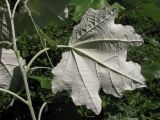 Populus alba. Лист. Крым, окр. Севастополя, р. Чёрная. 24 июля 2010 г.