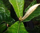 Eriobotrya japonica