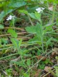 Hesperis voronovii