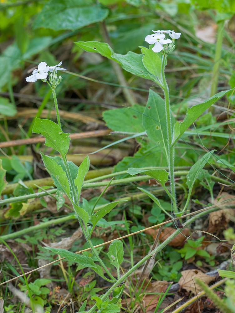 Image of Hesperis voronovii specimen.