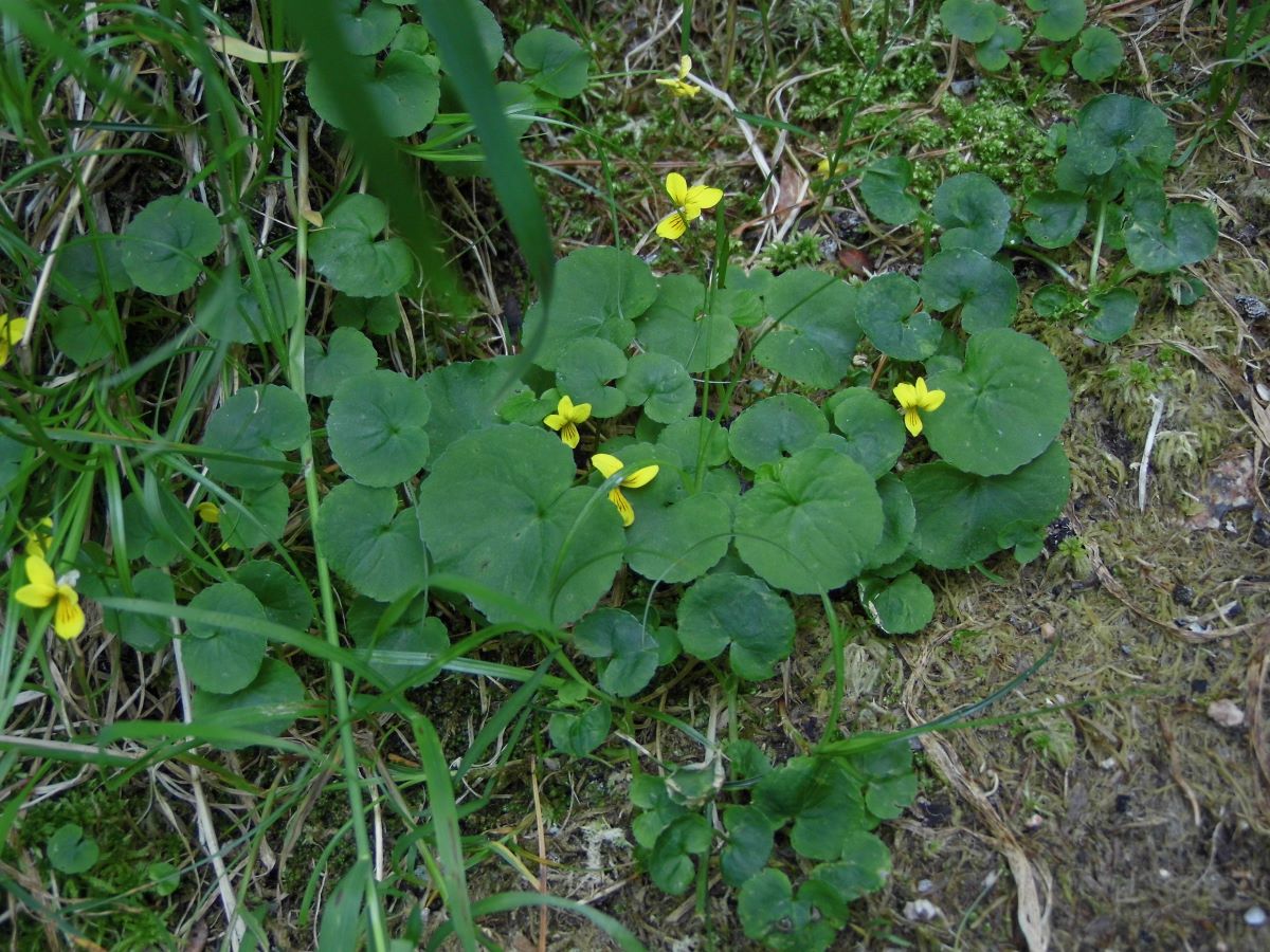 Image of Viola biflora specimen.