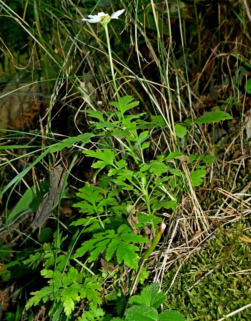 Изображение особи Pyrethrum parthenifolium.