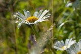 Leucanthemum maximum. Соцветие. Санкт-Петербург, г. Ломоносов, Красная слобода, цветник. 07.07.2019.