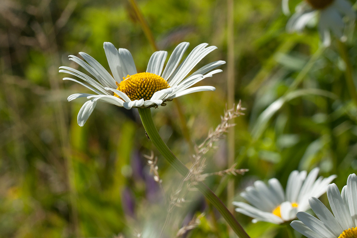 Image of Leucanthemum maximum specimen.