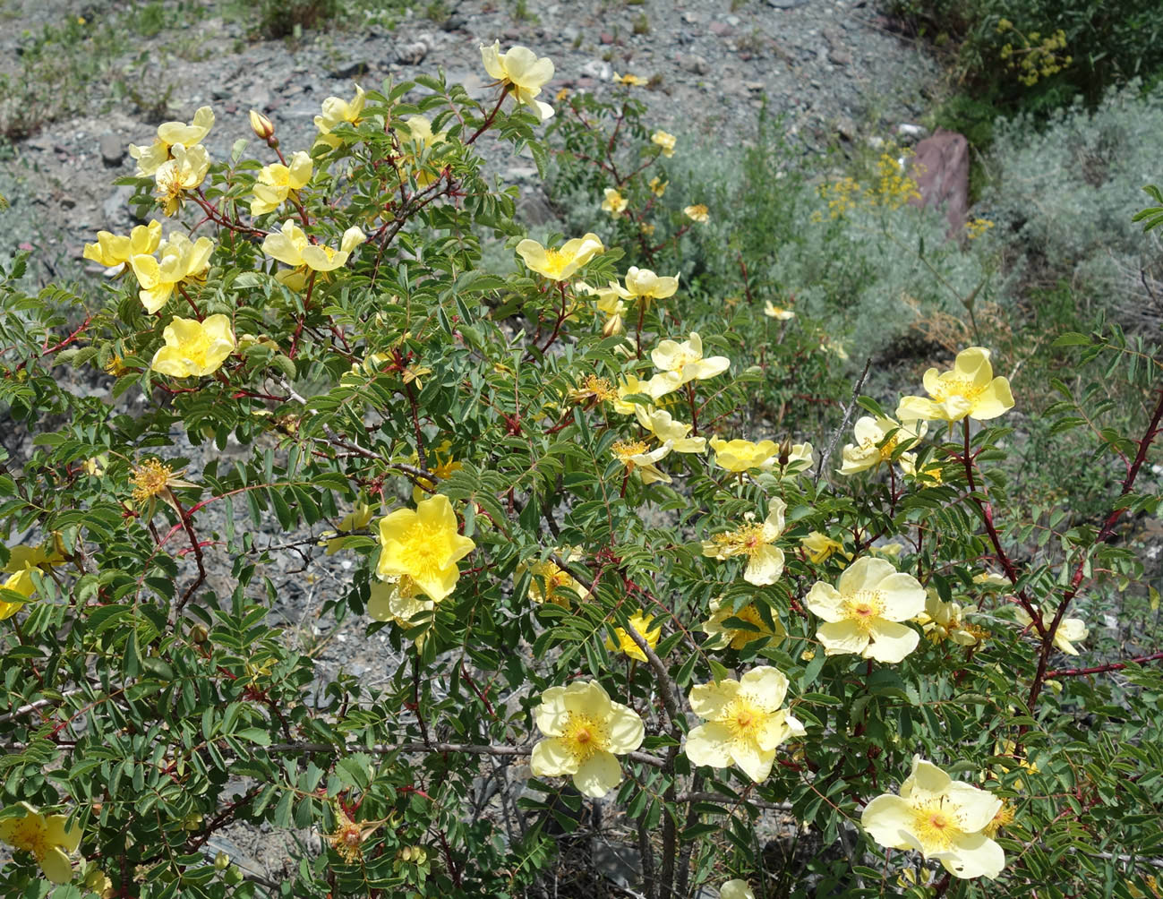 Image of Rosa platyacantha specimen.