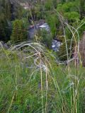 genus Stipa. Верхушки цветущих растений. Алтай, Онгудайский р-н, низовья р. Урсул, ≈ 600 м н.у.м., степной склон. 10.06.2019.