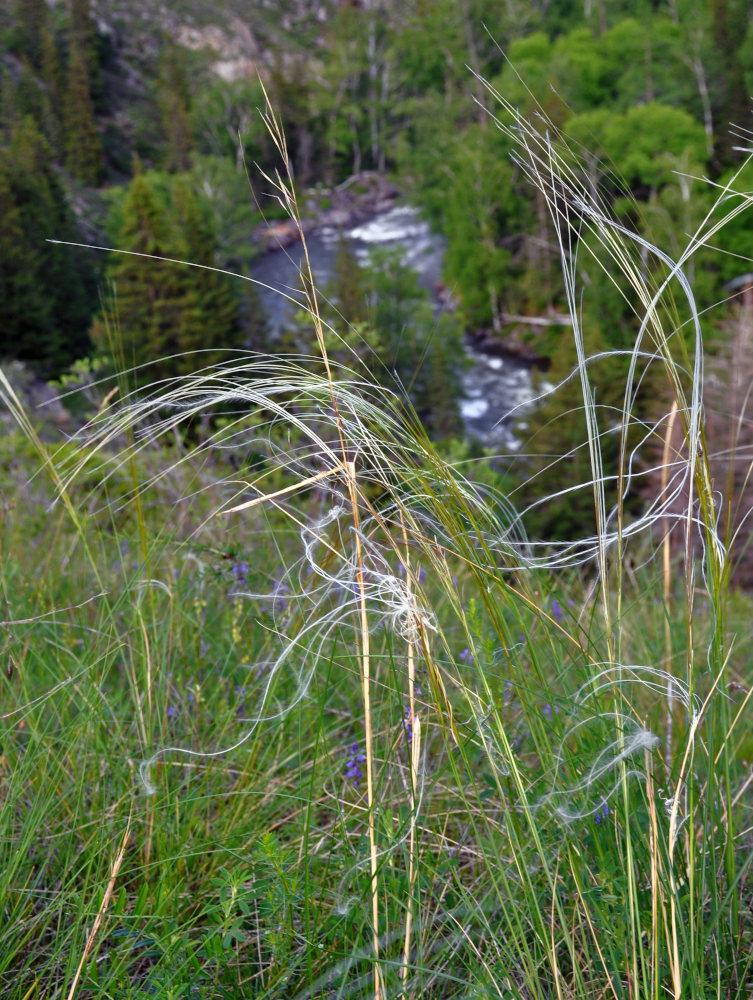 Изображение особи род Stipa.