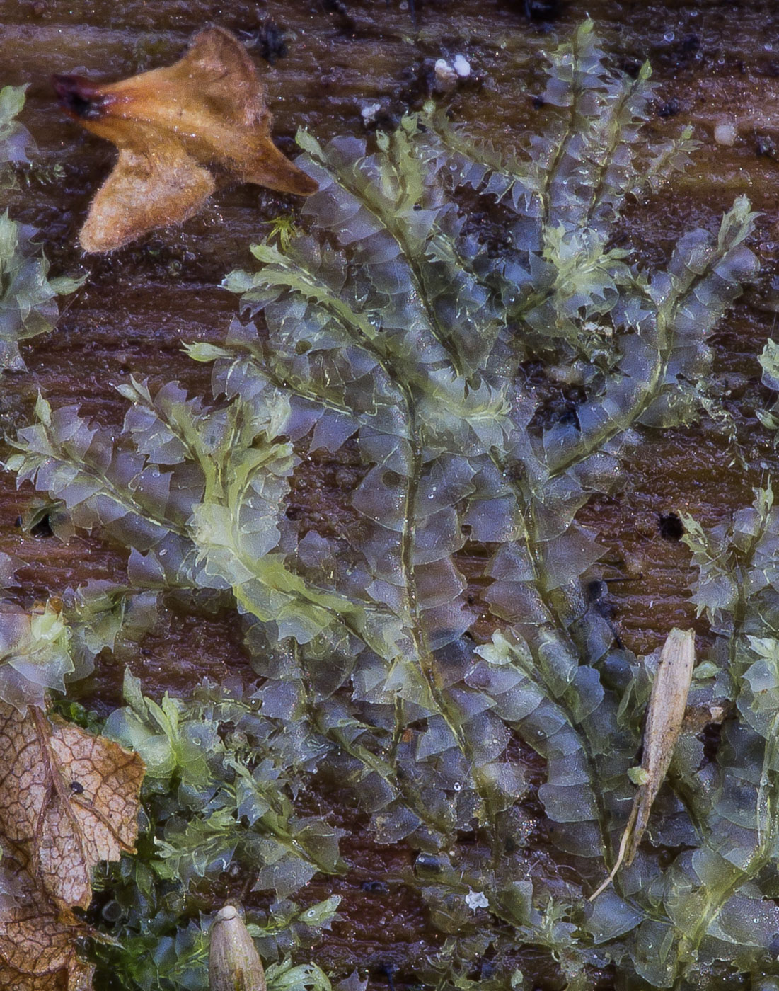 Image of Chiloscyphus profundus specimen.