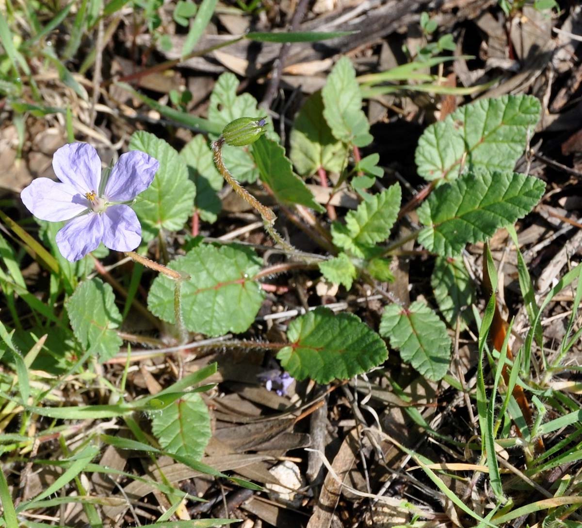 Изображение особи Erodium botrys.