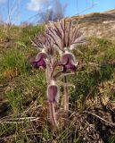 Pulsatilla bohemica