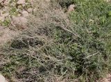 Achillea fragrantissima. Отплодоносившее растение. Израиль, окр. г. Арад, дно вади. 04.03.2020.