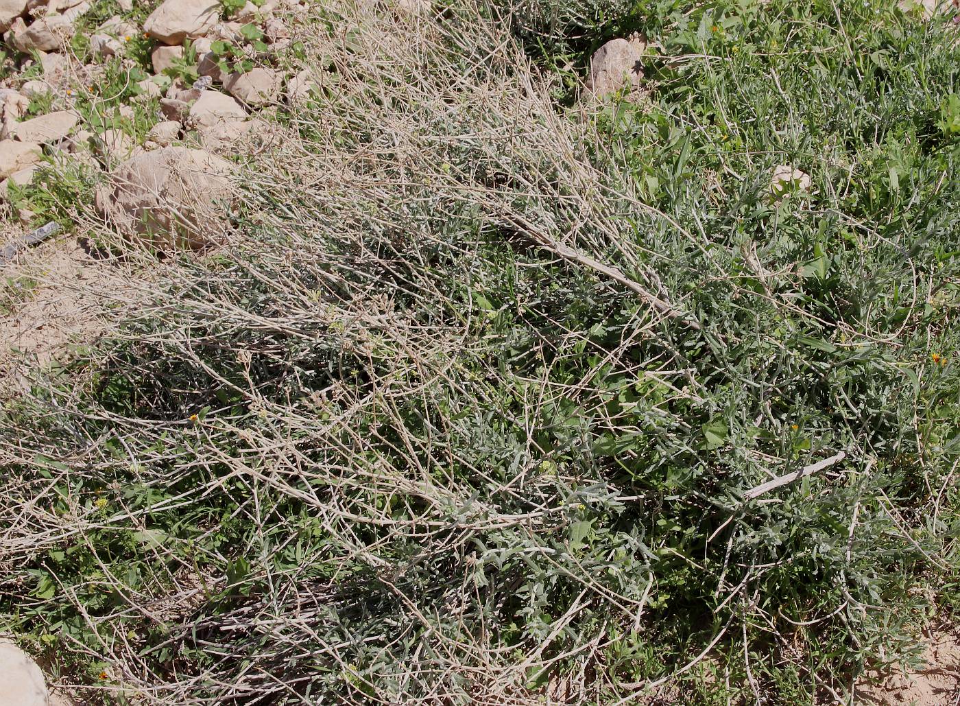 Image of Achillea fragrantissima specimen.