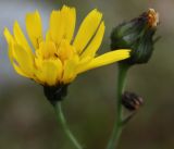 Hieracium dolabratum