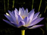 род Nymphaea