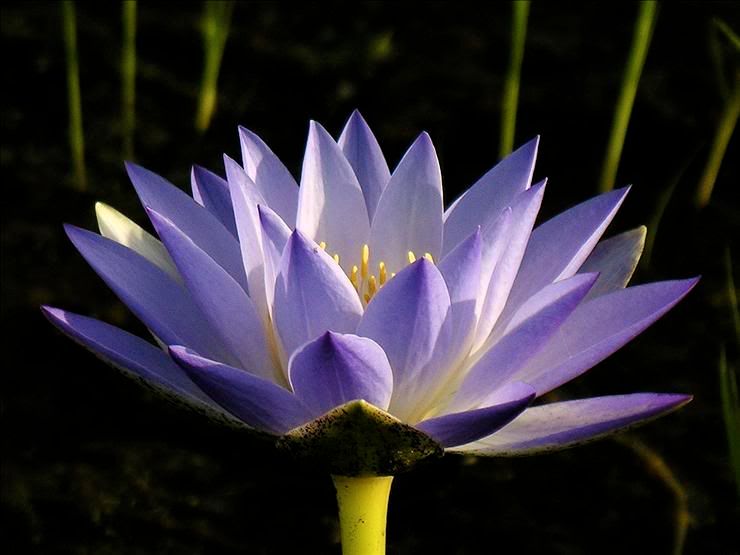 Image of genus Nymphaea specimen.