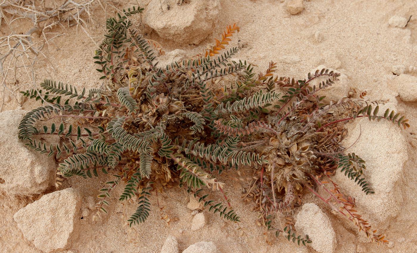 Image of Astragalus caprinus specimen.