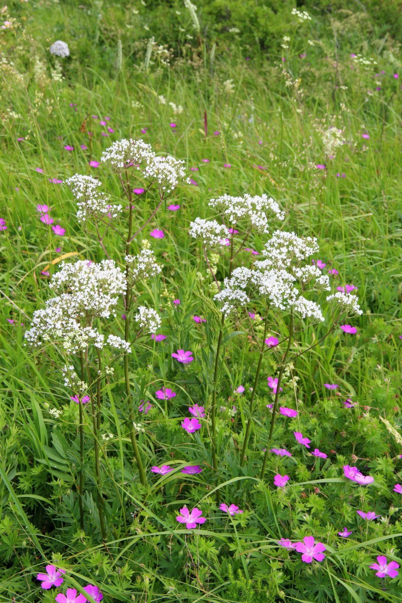 Изображение особи род Valeriana.