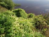 Echinocystis lobata. Цветущие растения. Тверская обл., г. Тверь, Заволжский р-н, пос. Киселёво, берег р. Тверца, луг. 1 сентября 2019 г.