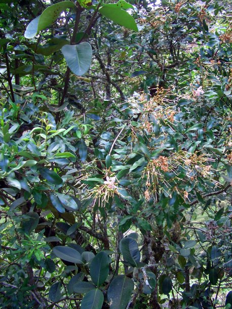 Image of Bejaria aestuans specimen.