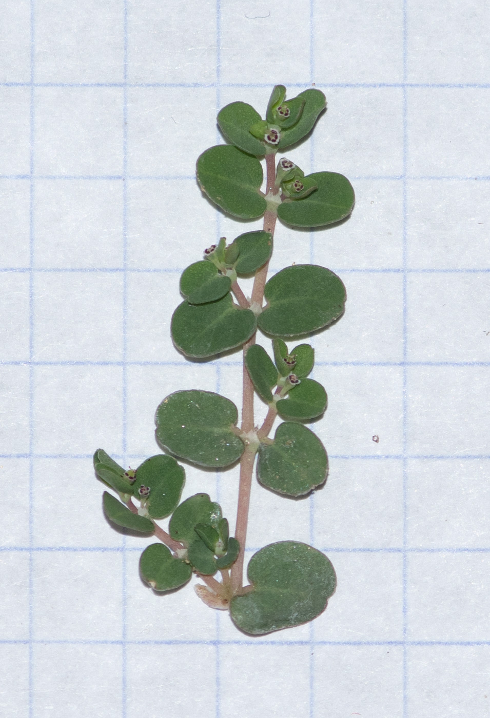Изображение особи Euphorbia inaequilatera.