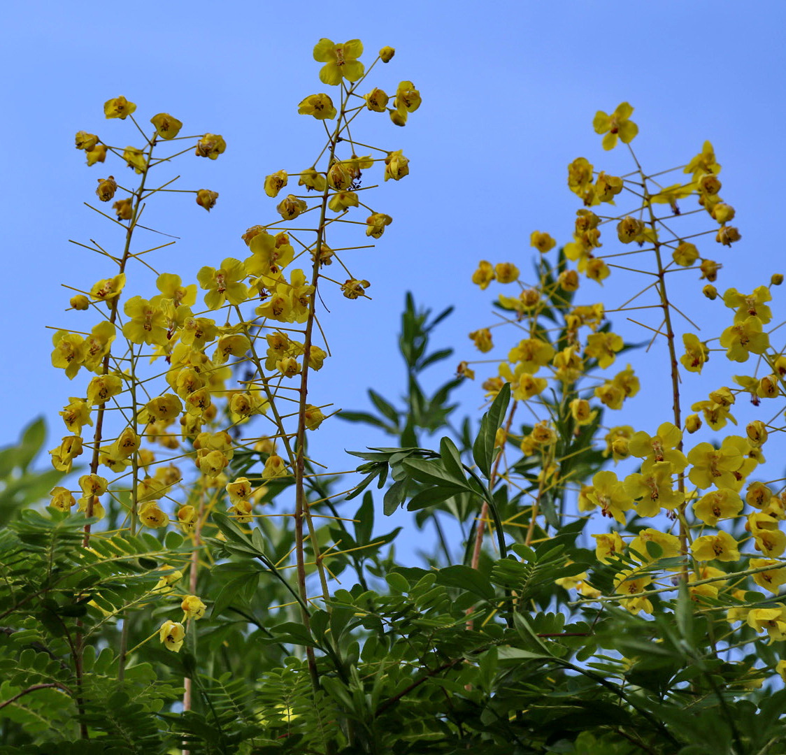 Image of genus Senna specimen.