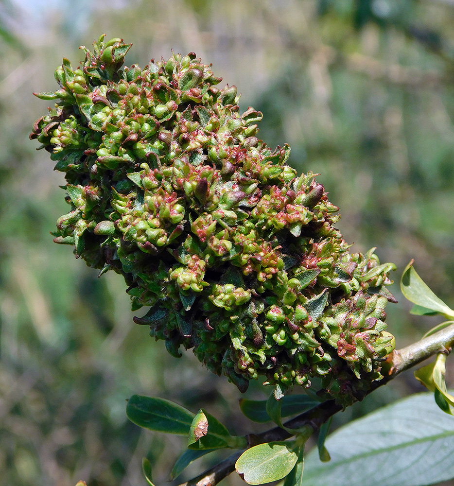 Изображение особи Salix alba.