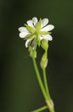 Stellaria undulata