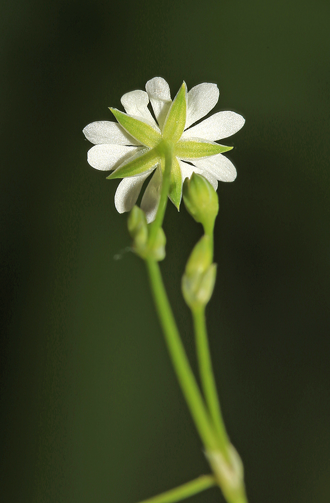 Image of Stellaria undulata specimen.