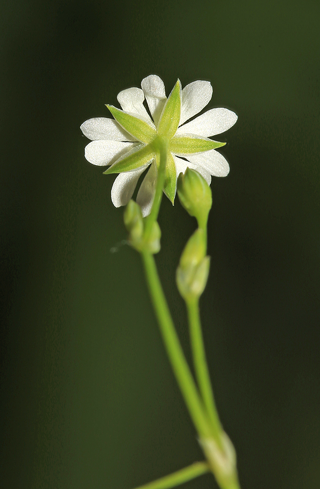 Изображение особи Stellaria undulata.