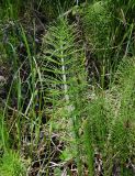 Equisetum telmateia