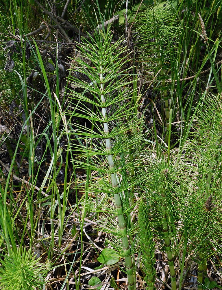 Изображение особи Equisetum telmateia.