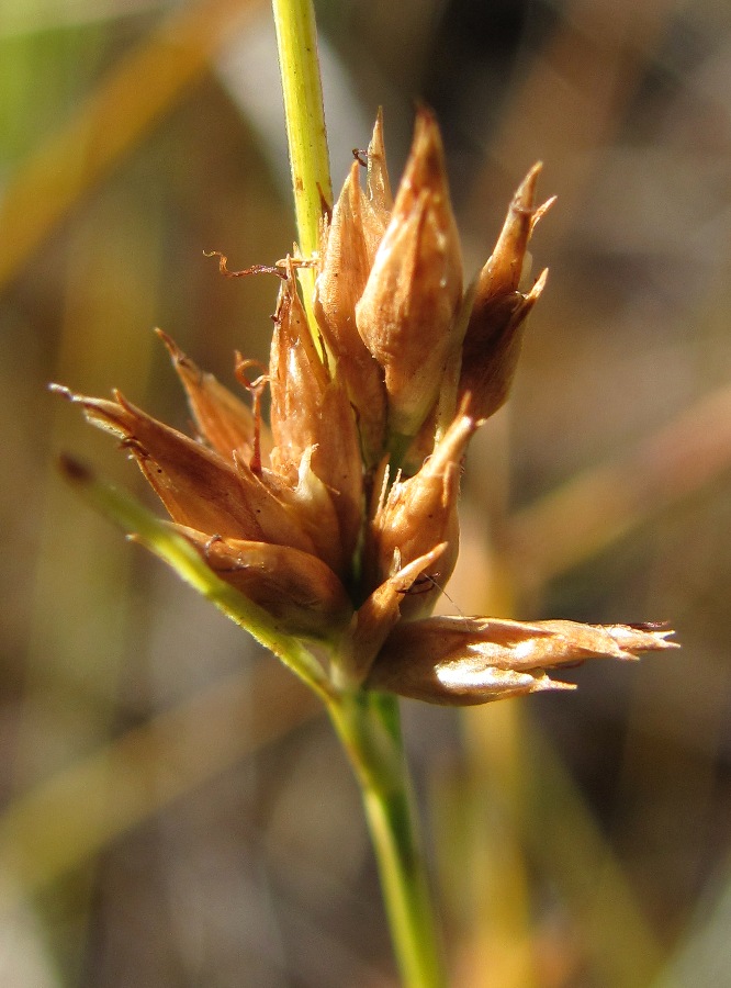 Изображение особи Rhynchospora alba.