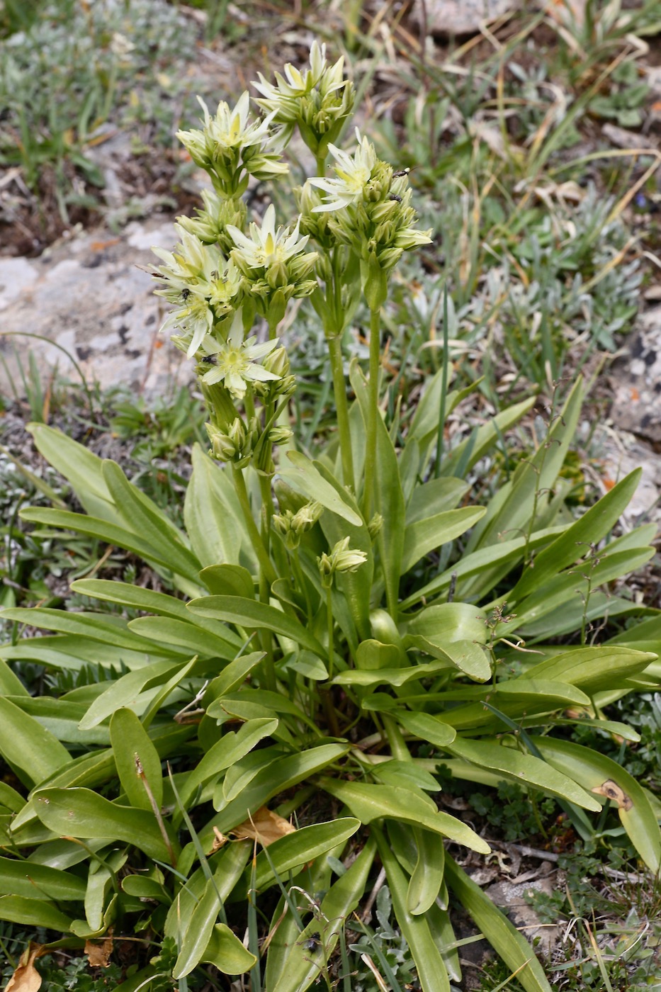 Изображение особи Swertia marginata.