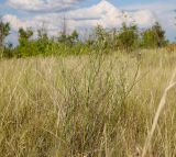 Chondrilla brevirostris. Цветущее и плодоносящее растение. Алтайский край, Благовещенский р-н, пос. Степное озеро, ковыльная степь. 08.07.2020.