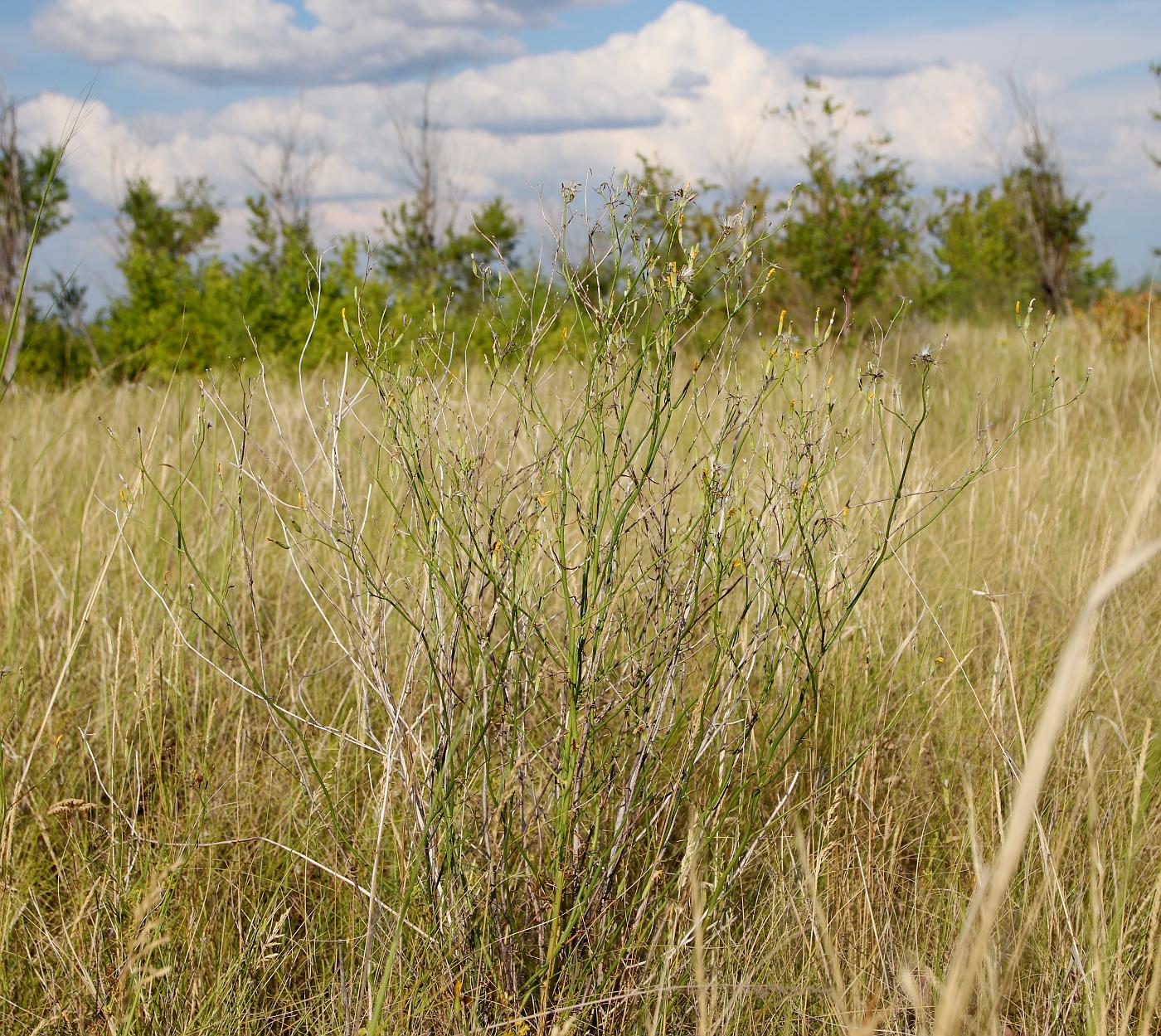 Изображение особи Chondrilla brevirostris.