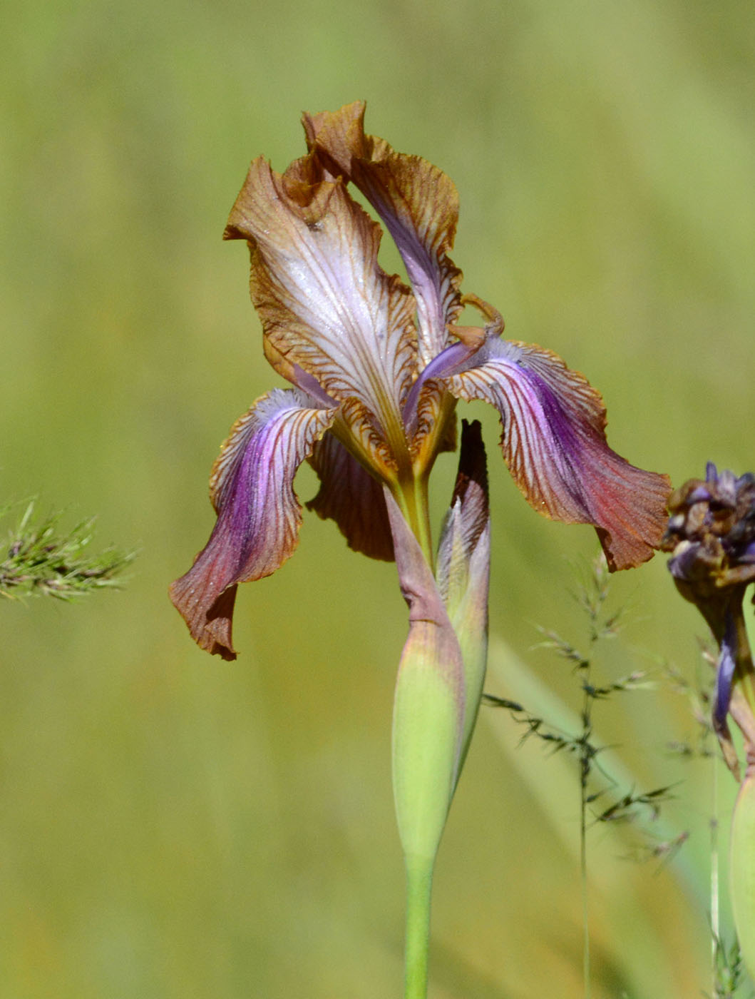 Изображение особи Iris stolonifera.