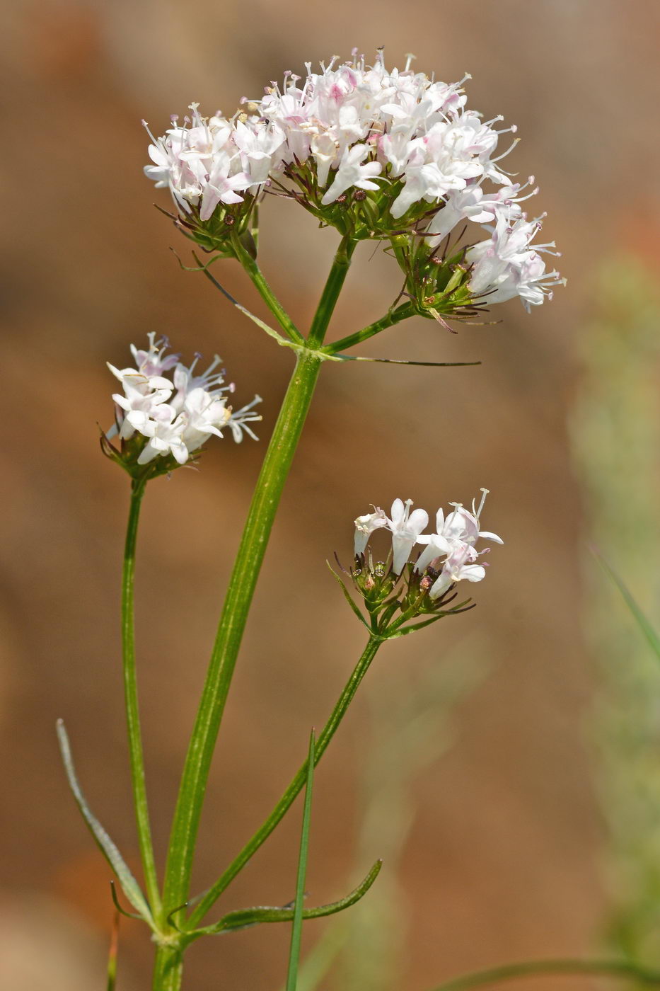 Image of Valeriana capitata specimen.